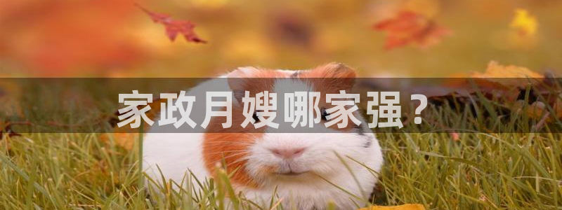 杏悦平台代理怎么做的