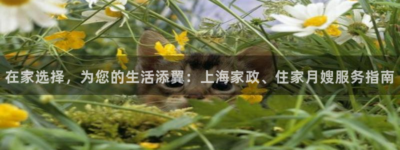 杏悦平台代理怎么赚钱